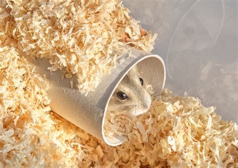 hamster tube system|How to Make Hamster Tubes & Tunnels in 7 Easy Steps.